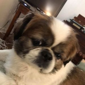 Meet your Posher, Anne